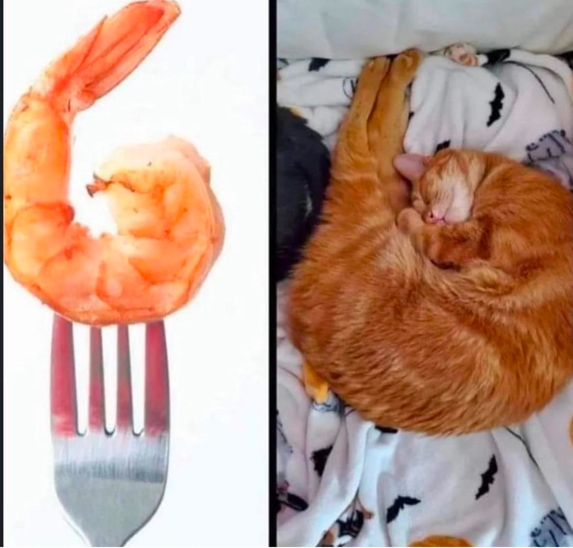 PunchingCat's tweet image. 