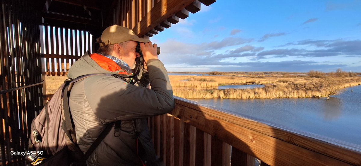Just spent 2 days visiting #Oostvaaderplassen #Netherlands - the sheer abundance of #wildlife is astounding on this 6000 hectare wilding reserve now home to Sea #Eagles and thousands of lapwing, geese and ducks. We need sites of this scale across our nature depleted islands.
