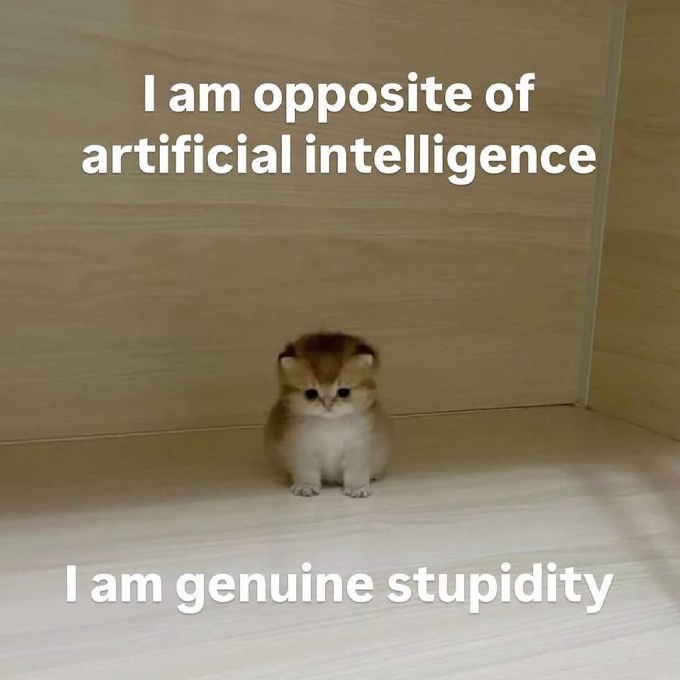 LiterallyMeCats (@literallymecats) on Twitter photo 