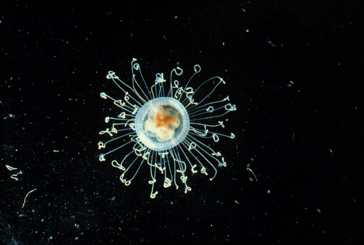 Woods Hole Oceanographic Institution (WHOI) tweet media