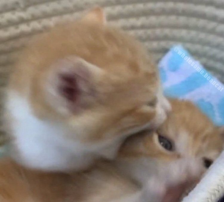 Catsillyness's tweet photo. Bites (flirting) https://t.co/0qfIehpbSX