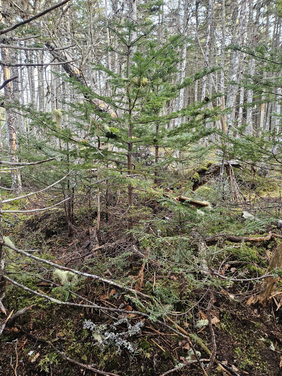 Finally got out to the woods w/Gr. 4 French! These friends played tour guide as they showed me their mining site, their "sit spots" &amp; their decorated Christmas 🎄! Even managed to do some adventuring as we climbed down rocks and over fallen trees 🙂 <a href="/BeachyCoveElem/">Beachy Cove Elementary</a> <a href="/NLSchoolsCA/">NLSchools</a>