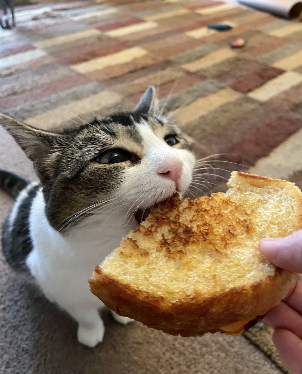 jazzy babycat 🧡 joey tweet media