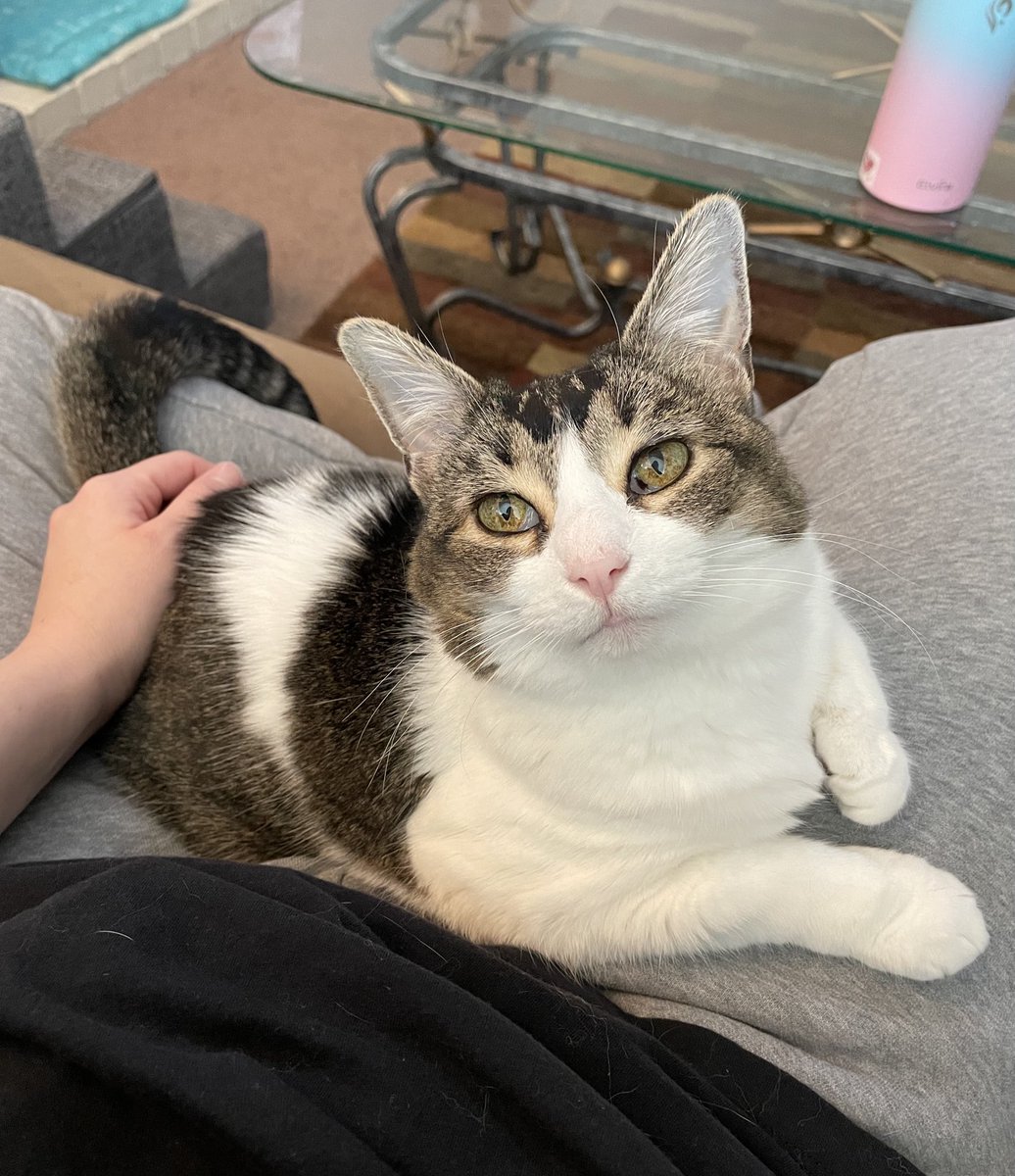 jazzy babycat 🧡 joey tweet media