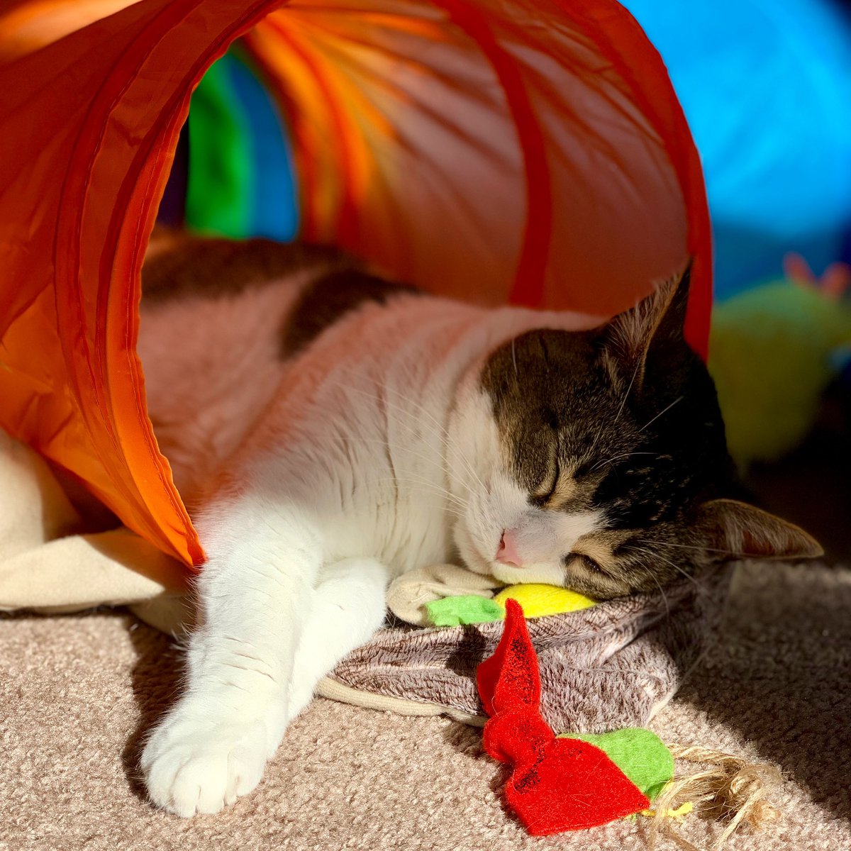 jazzy babycat 🧡 joey tweet media