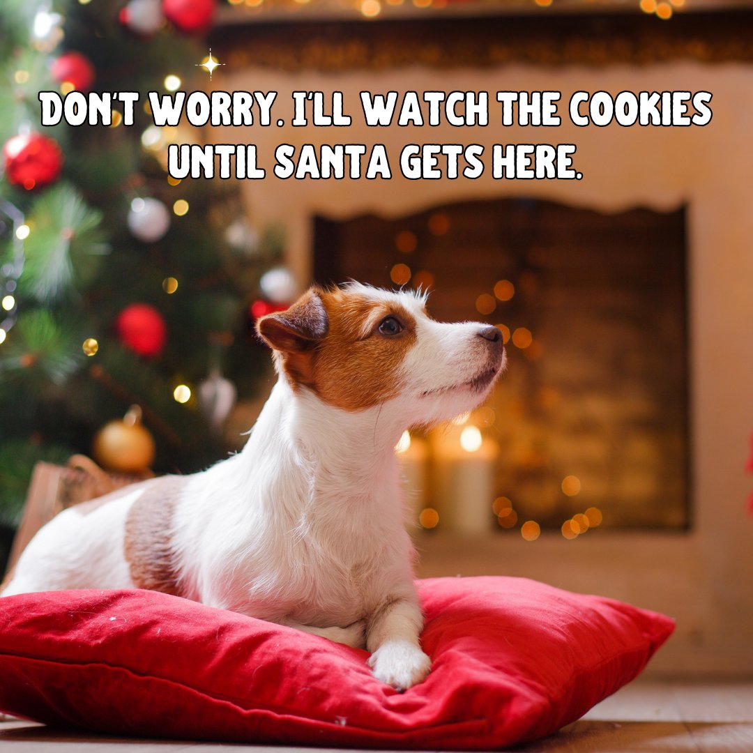 When you’re on cookie duty, but you take your job VERY seriously. 🍪🐶 😉

Book Now! caninecountryclubaz.com