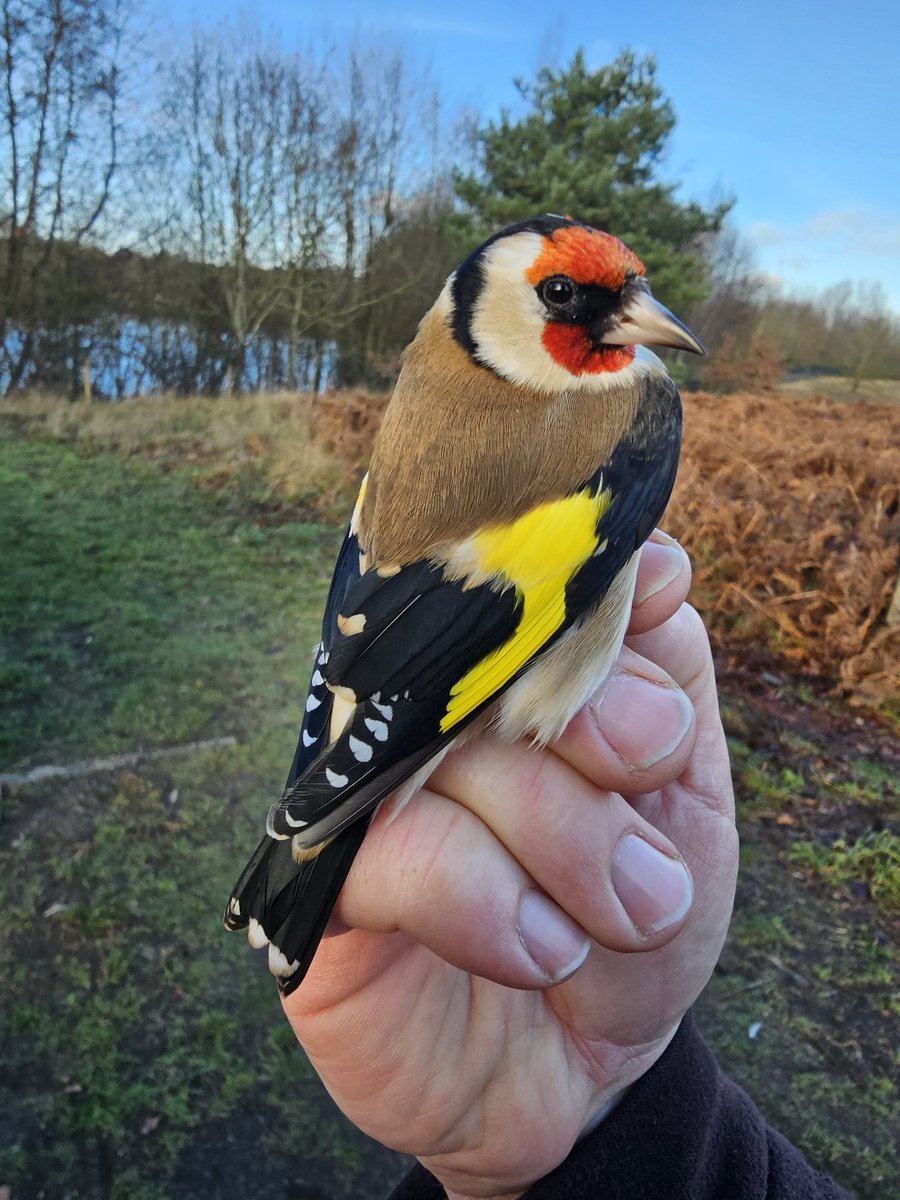 Lee Barber (@lee00barber) on Twitter photo It's amazing that safely adding a unique ring to this adult male Goldfinch can tell us a lot about how long it lives, where it goes, and who it hangs around with. <a href="/_BTO/">BTO</a> ringing and birds are brilliant! <a href="/Wild_Barley/">Wild Barley</a> <a href="/chezwils/">Cheryl Wilson</a> It's amazing that safely adding a unique ring to this adult male Goldfinch can tell us a lot about how long it lives, where it goes, and who it hangs around with. <a href="/_BTO/">BTO</a> ringing and birds are brilliant! <a href="/Wild_Barley/">Wild Barley</a> <a href="/chezwils/">Cheryl Wilson</a>
