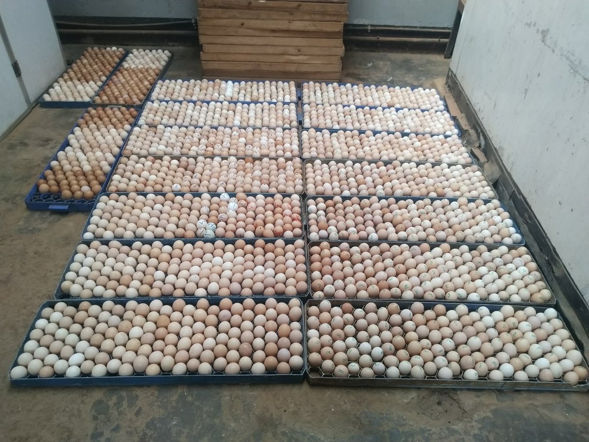 4pillarnetwork was contracted to lead the benchmarking in UG thru the govt of Burundi under PRETE project funded by World Bank, supervised by competitiveness org. Areas of tropical fruits, aquaculture, livestock and poultry.<a href="/AnthonyEmaru/">Anthony Emaru</a> <a href="/KWIZERA63044115/">Enock KWIZERA</a> <a href="/mbutajoe/">Mbuta Joseph🇷🇼</a> <a href="/DenisEmiu/">Emiu Denis</a>