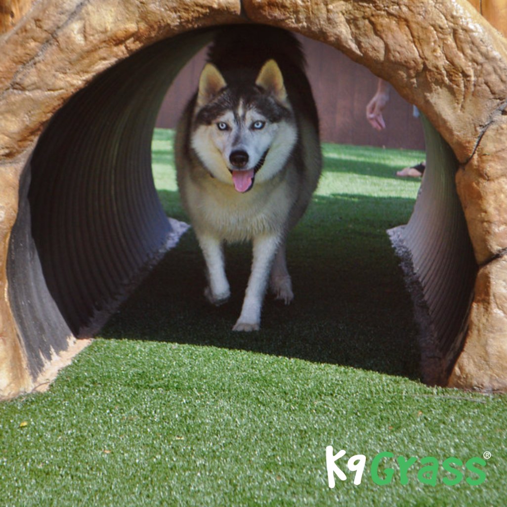🐶 K9Grass® by ForeverLawn is the ONLY artificial grass endorsed by Cesar Millan himself! Whether it’s fetch, running laps, or splash zones, give your furry friends a clean, safe space to explore. We are closed through the holidays and will return to regular hours on January 6th!