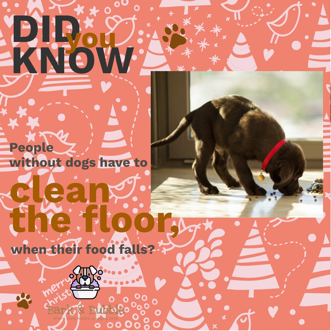 Living without pets must be a different kind of joy! 🏡✨ Enjoying quiet moments, spontaneous adventures, and a little more space on the couch. 🛋️ But oh, the cuddles, the playful antics, and the unconditional love that pets bring! 🐾💖 Cheers to all the pet lovers out there!