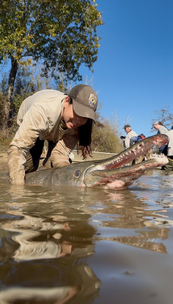 Dr. Solomon David (@solomonrdavid) on Twitter photo Our longtime collaborator & friend Kayla Kimmel is a Fisheries Biologist <a href="/USFWSFisheries/">USFWS Fisheries</a> and expert on Alligator Gar! #GarWeek
We’re grateful for the opportunities we’ve had to work with Kayla on Mississippi River floodplain gar populations! youtube.com/shorts/JRkJ980… Our longtime collaborator & friend Kayla Kimmel is a Fisheries Biologist <a href="/USFWSFisheries/">USFWS Fisheries</a> and expert on Alligator Gar! #GarWeek
We’re grateful for the opportunities we’ve had to work with Kayla on Mississippi River floodplain gar populations! youtube.com/shorts/JRkJ980…