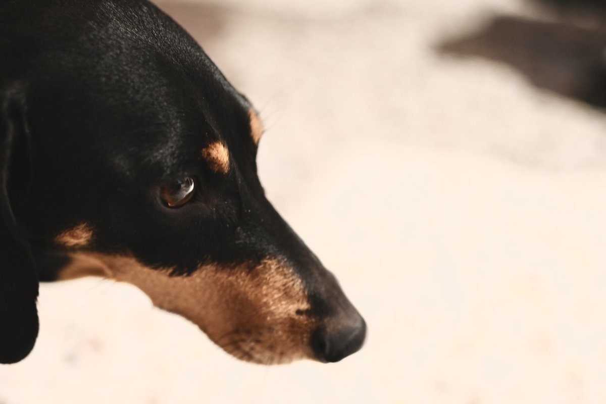 Effetto Domino (@dominoeffetto) on Twitter photo 