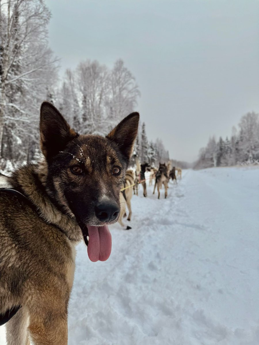 There’s something truly magical about training sled dogs. The sound of paws gliding over snow, the crisp mountain air, and the sense of unity with a team of eager, hardworking dogs make every run unforgettable.

#alaska #iditarod #mushing #sleddogs #alaskanhuskies #mushinglife