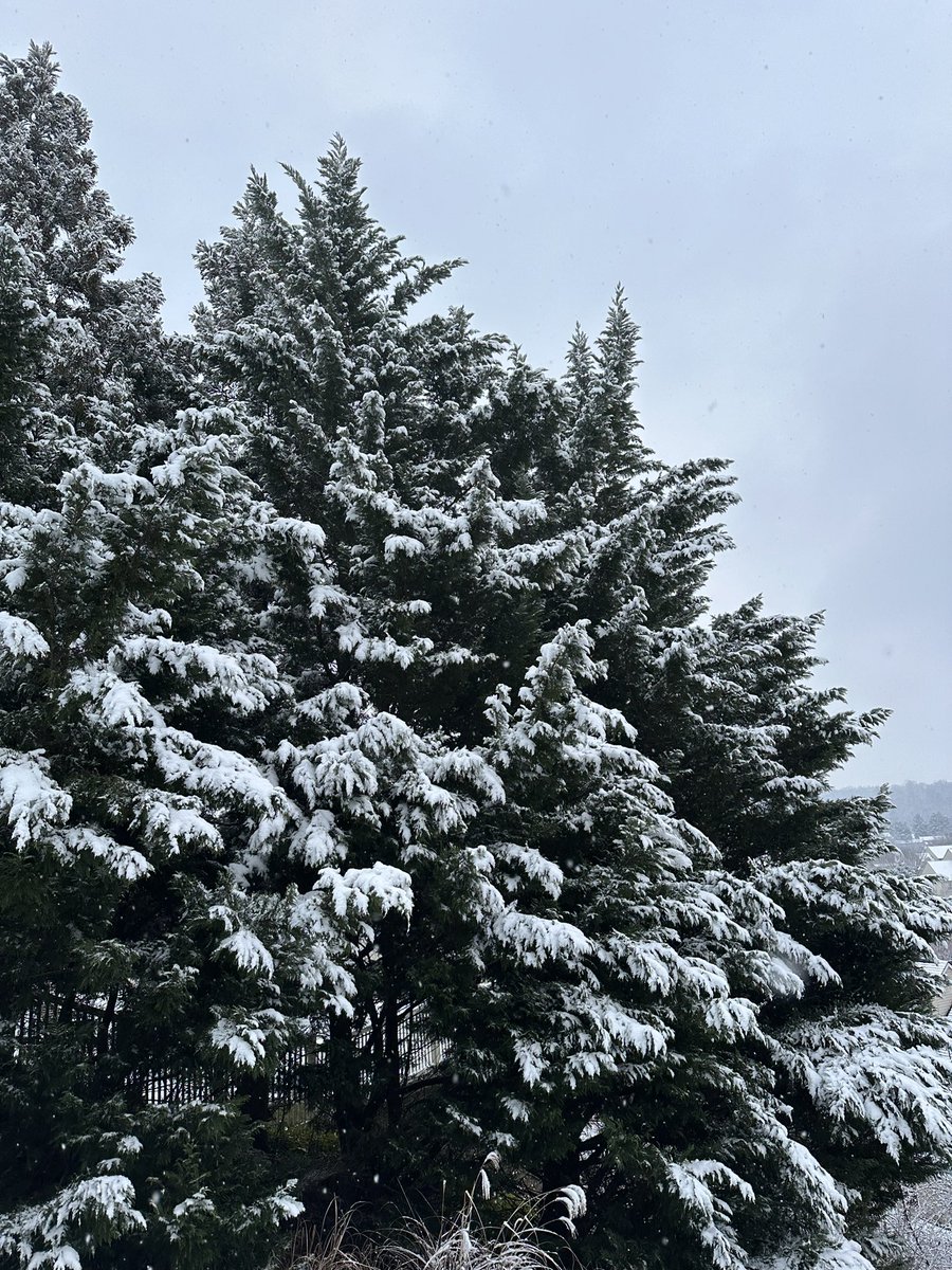 JustinWeather's tweet photo. Could this be a little overachiever snow?
#Snoverachiever
🎄 It already looks pretty for the holiday week! I know there has been stickage in more metro areas now.

🧂 🥶 I recommend salting outside in places that have had #snow, as temps drop below freezing tonight. 

📏 Some places near the PA line have already picked up 1 inch of snow (grassy areas) and even more will share snow this evening/tonight.

This developing storm has been tricky and it has expanded and more likely tonight with the coastal storm taking over. 

Ironic: Last week the storms had this as a full our snowstorm, then lost it. 
Now it’s something in the middle. 

🌀 ⏰ It was all about “timing” the energy in the jet stream with the Coastal Storm. 

🌡️ ❄️ Tonight will get colder AND there will be more snow forming and pivoting overhead then pulled into the Coastal Low. 

📏 There ‘may be’ a surprise coating to 2 inches across parts of the area. I will work on an update this evening. 

#FITF