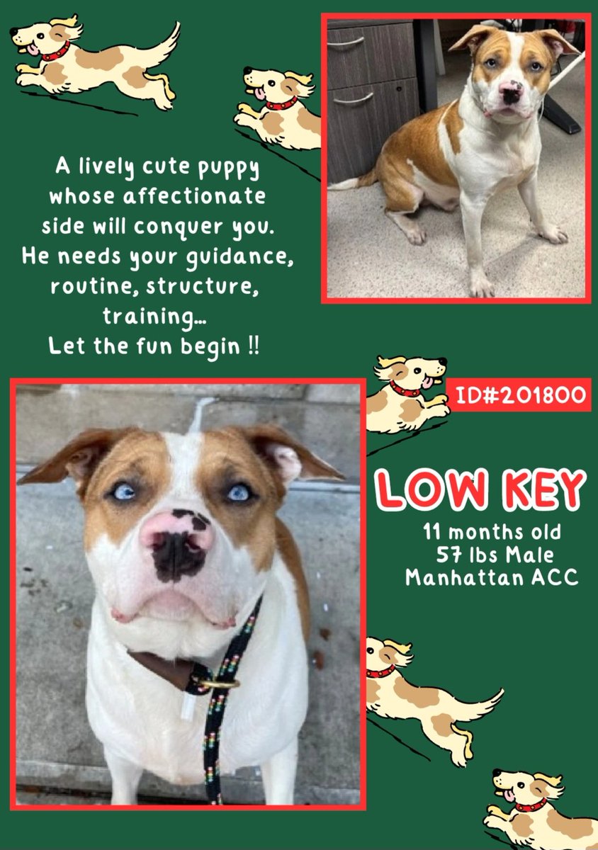 anja_brckner3's tweet image. Are you ready for #puppylove ❤️❓

Cute #Lowkey a #NewIntake at #NYCACC #Manhattan is ready to steal your #heart ❤️
 with amazing #blueeyes and a #boop ❤️ 

Give him #guidance and #Training and a #HomeSweetHome ❤️

Please #foster #ADOPT #Pledge4Rescue 🙏🏻

nycacc.app/#/browse/201800