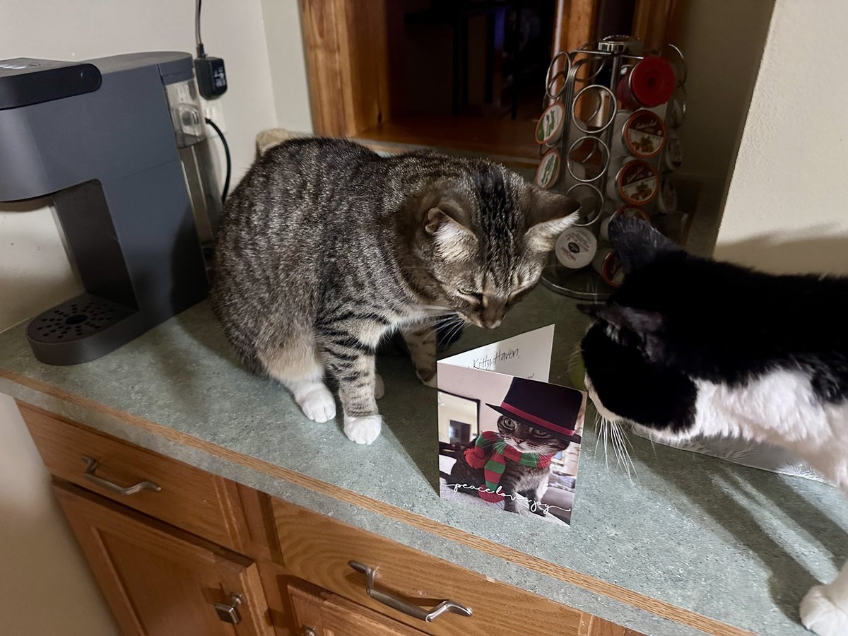 💞 Kitty Haven ⚥ 💞 tweet media