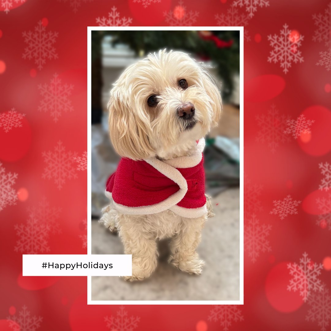MagnifyDigital's tweet photo. 🎄 Benny, our Chief Director of Greeting 🐾, and the rest of us at Magnify Digital wish you joy, rest, and lots of festive treats this holiday season! 🎁

#HappyHolidays #TeamMagnify #MagnifyDigital #MerryChristmas https://t.co/2022ynk5H8