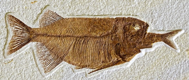 他の魚を喉に詰まらせたまま化石になった魚、結構いる。