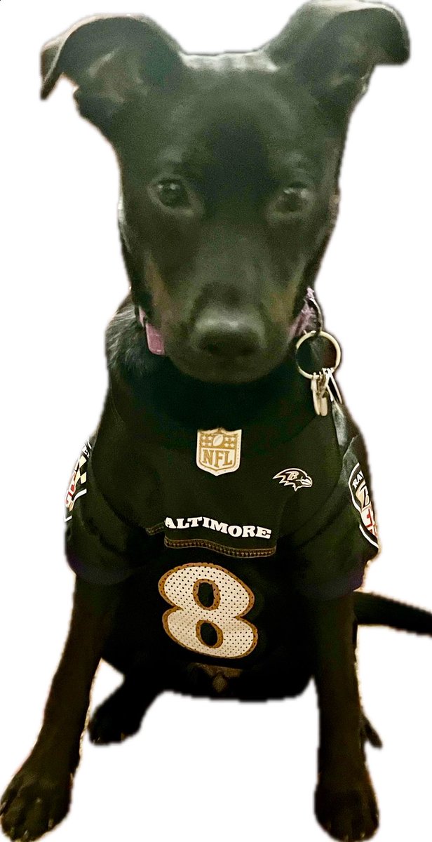 FastEddieBlues's tweet photo. @Ravens Purple Friday vibes with our dog Raven! See you in Section 543 tomorrow! Go Ravens!💜🖤 https://t.co/U9t5qGlpPP
