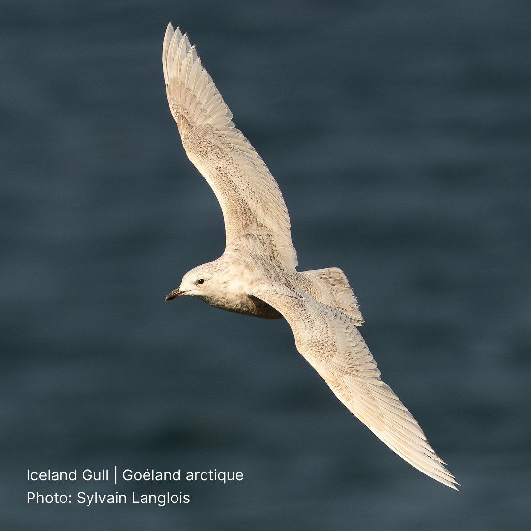 It's January, a month known for its cold winter chills. No stranger to the cold is the Iceland Gull, featured in this gorgeous shot by Sylvain Langois for this month in the Birds Canada Calendar!