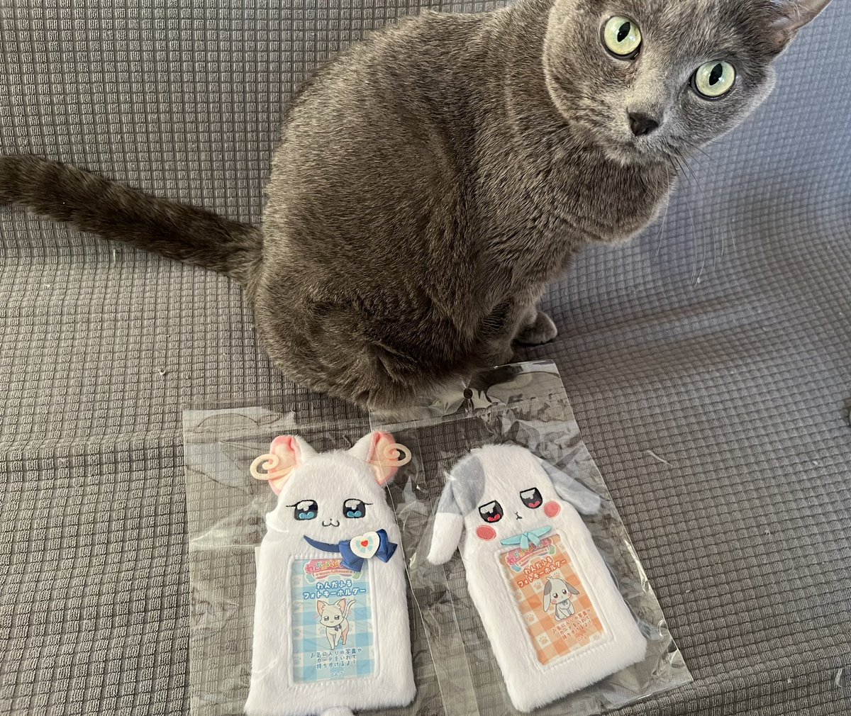 おはよう🐾 昨日プリキュアグッズが届きました🎁✨️ 本当はこむぎ ...