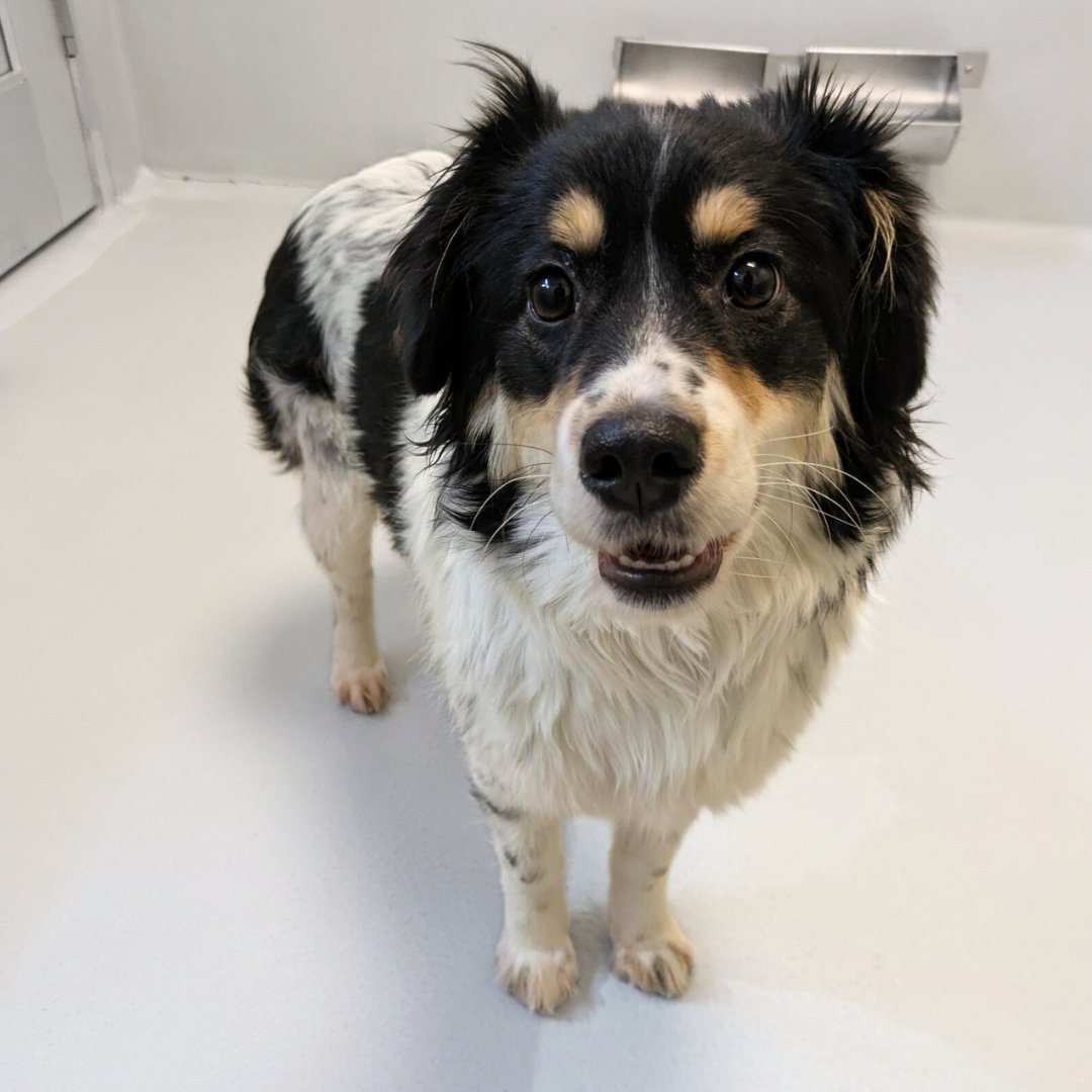 Winnipeg Humane Society tweet media