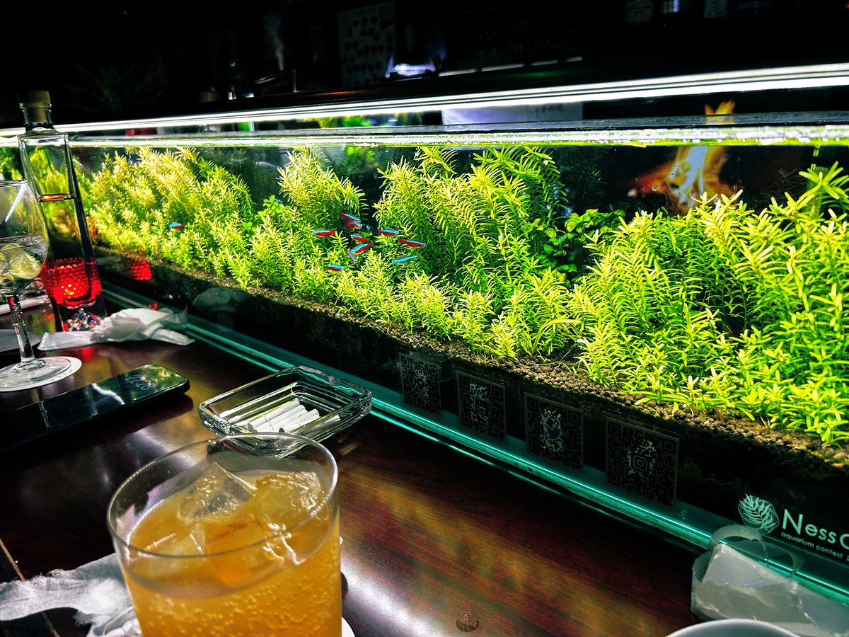 naniwa8839's tweet photo. 昨日はお世話になってる🌱の先輩と九条のBAR CHLOさんで初呑み✨
🌱の話も出来たし、㊙️話しも出来たしめちゃくちゃ楽しい時間やった😆w
なんか貴重な場所で呑んでんやなぁって改めて実感🙄
先輩とマスターごちそうさまでした✨

#BARCHLO
#植物好き
#草とも
#アクアリウム
#ジメジメ系 https://t.co/o5VOT2GnKL
