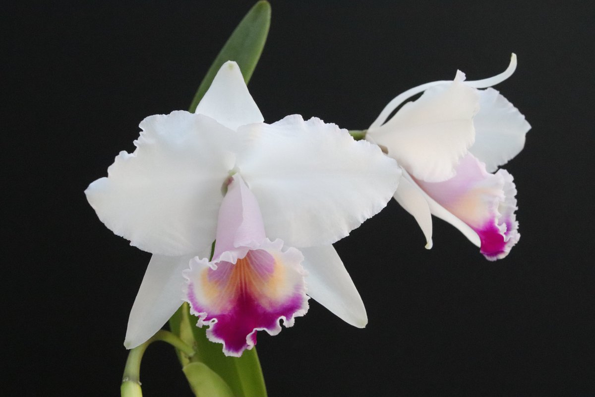 Cattleya quadricolor カトレア・クアドリカラーが開花しました 控えめ