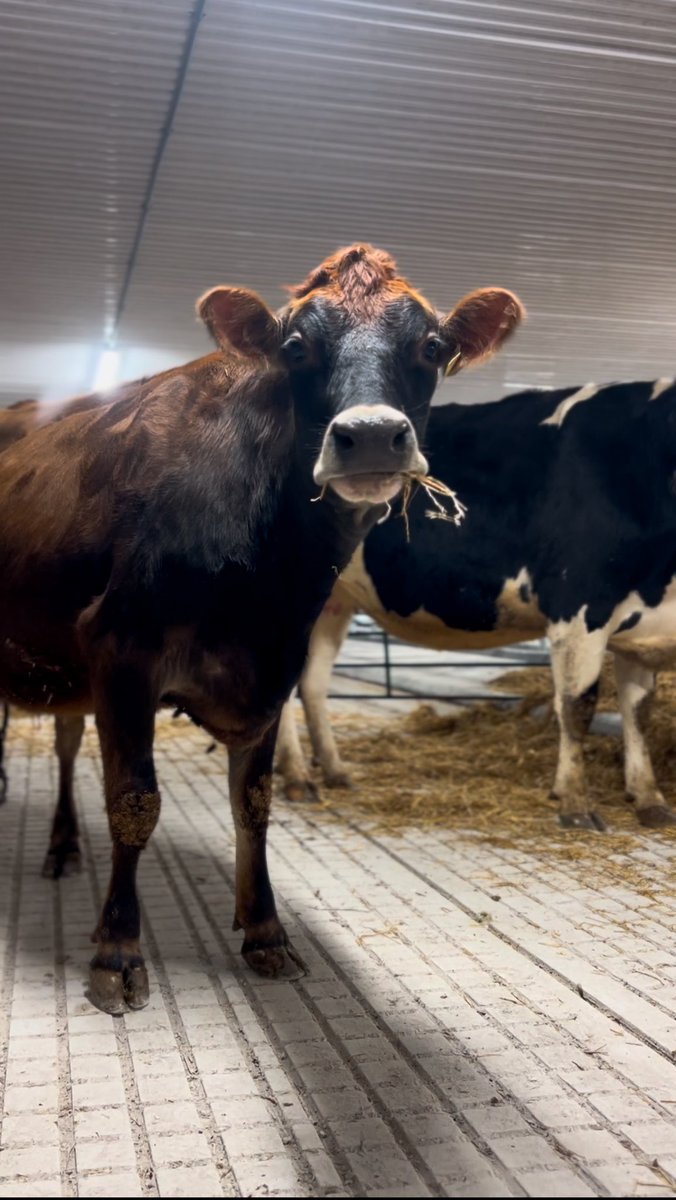 95 days since the cows left we have heifers roaming in the newly renovated dairy barn
#thingshavewentamazing
#soonwillbebackintomilkproduction