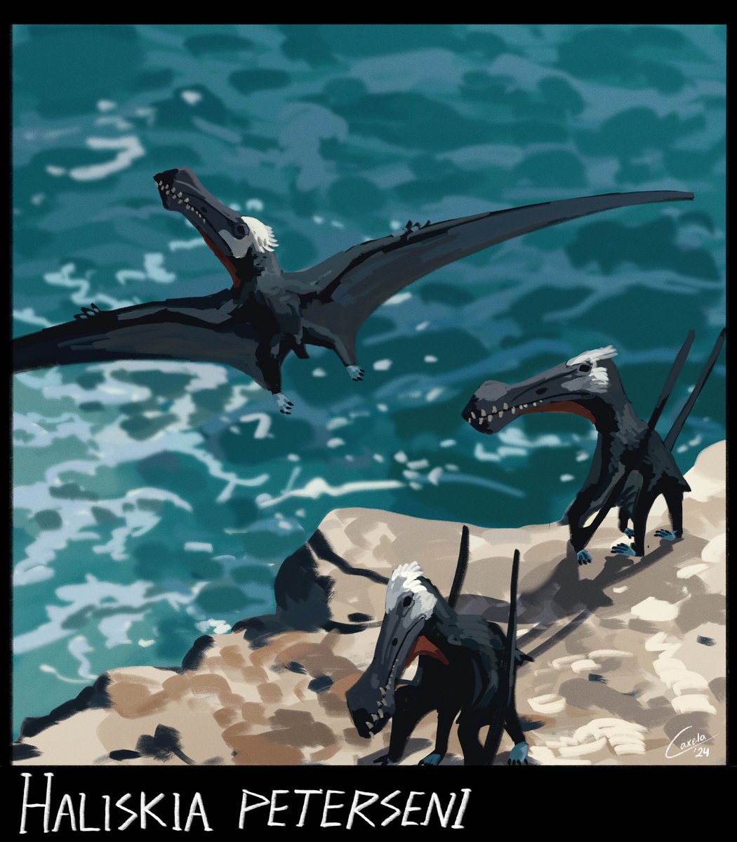 caxela1's tweet photo. Dinocember Day 9: Haliskia https://t.co/gTCvXuzhxO