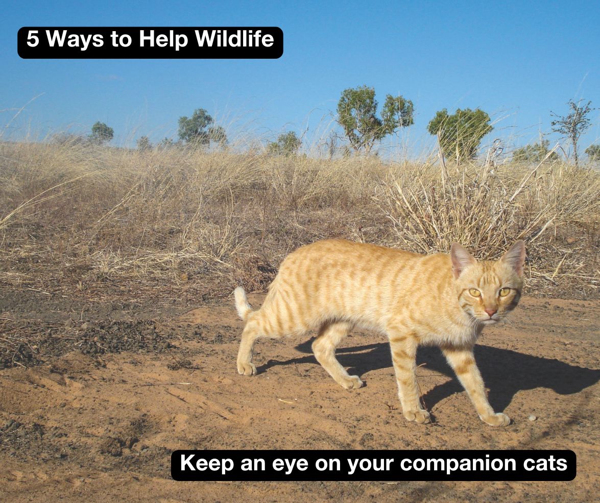 The impact of pet cats on native wildlife has been widely studied, with estimates that on average, a single cat allowed to roam kills 186 reptiles, birds and mammals per year. Help Australian wildlife by keeping your cat indoors this Christmas 👉 bit.ly/AWC-5-ways