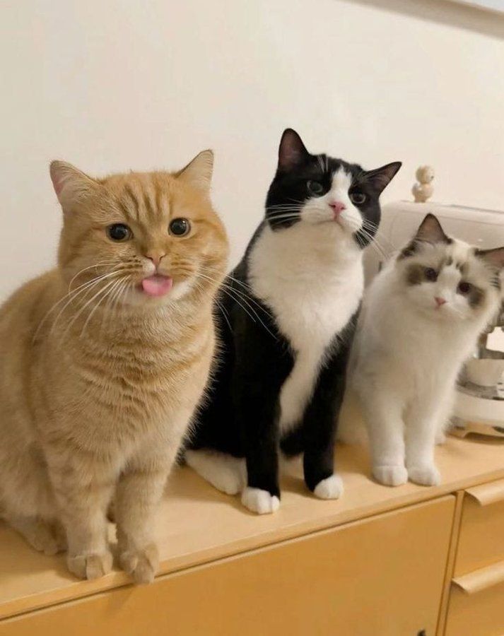 strange cat pictures tweet media