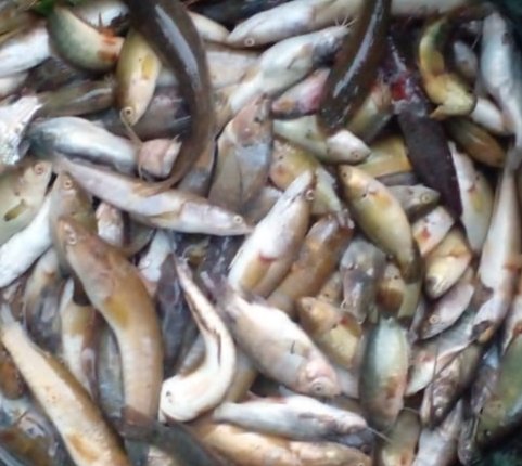 Hafisal81's tweet photo. Giat luhkan #KabupatenMuaraEnim, Hafisal, S. Pi tanggal 02/10/2024, kunjungan dan monitoring hasil tangkapan ikan KUB Jaya Makmur. Hasil tangkapan rata-rata 5-10 kg/hari dengan harga jual Rp. 10.000
#GiatLuhkanSatminkalBRPPUPP
#Luhlapor https://t.co/SzxcGAdbxE