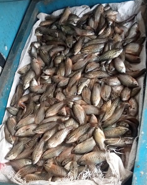 Hafisal81's tweet photo. Giat luhkan #KabupatenMuaraEnim, Hafisal, S. Pi tanggal 02/10/2024, kunjungan dan monitoring hasil tangkapan ikan KUB Jaya Makmur. Hasil tangkapan rata-rata 5-10 kg/hari dengan harga jual Rp. 10.000
#GiatLuhkanSatminkalBRPPUPP
#Luhlapor https://t.co/SzxcGAdbxE