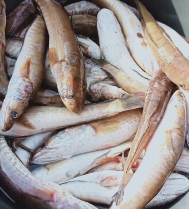Hafisal81's tweet photo. Giat luhkan #KabupatenMuaraEnim, Hafisal, S. Pi tanggal 02/10/2024, kunjungan dan monitoring hasil tangkapan ikan KUB Jaya Makmur. Hasil tangkapan rata-rata 5-10 kg/hari dengan harga jual Rp. 10.000
#GiatLuhkanSatminkalBRPPUPP
#Luhlapor https://t.co/SzxcGAdbxE
