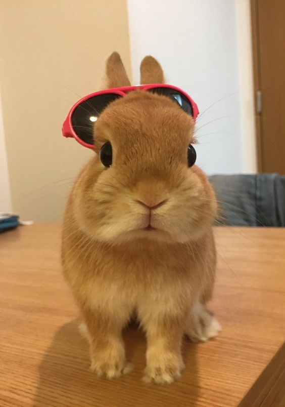 RabbitEveryHour's tweet photo. https://t.co/XK0B1B5JRy