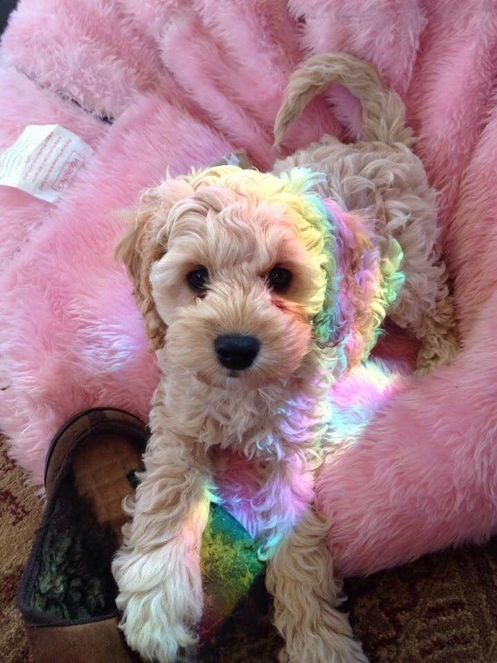 twaniimals's tweet photo. https://t.co/uWBZoOdOVT