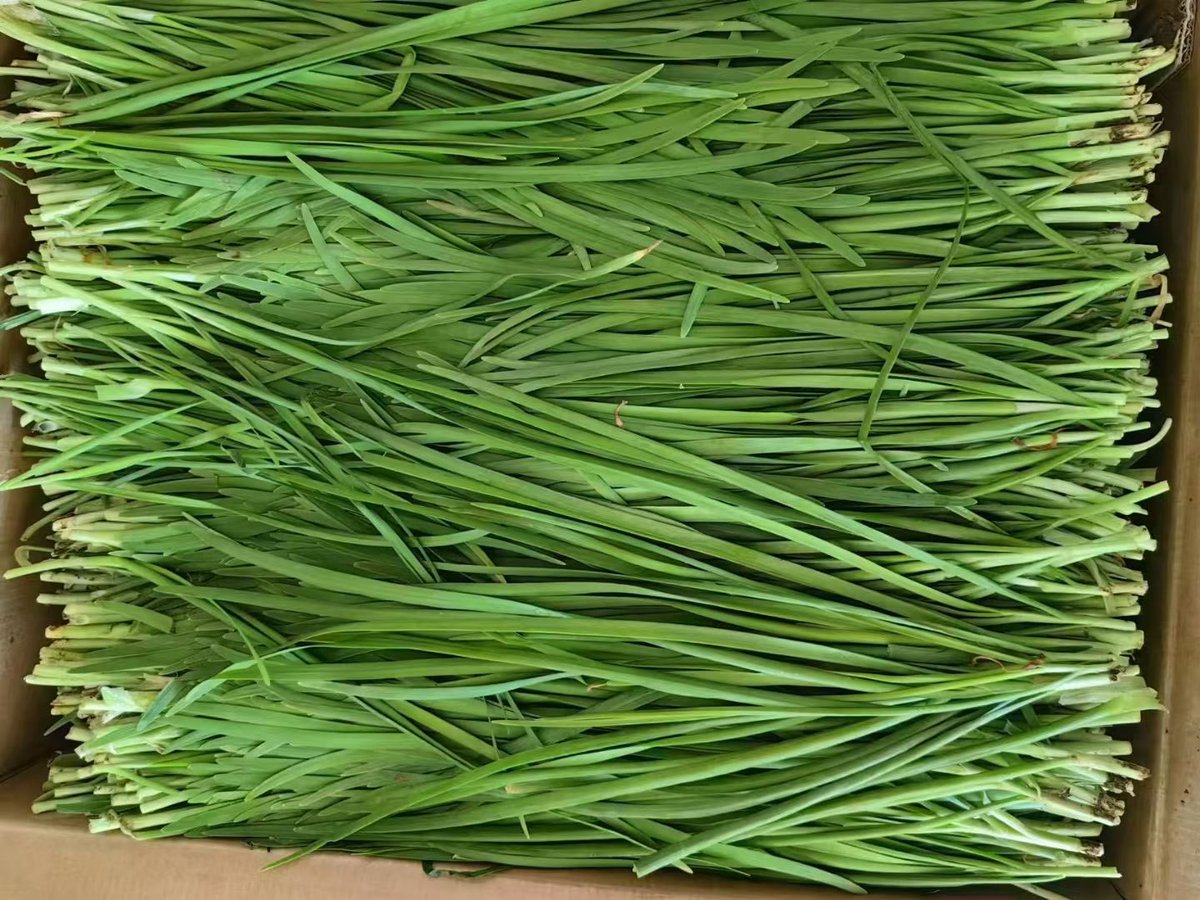 今天应该是底层人民开心的日子，因为韭菜的价格上来了，祝大家冬至都有饺子吃🥟