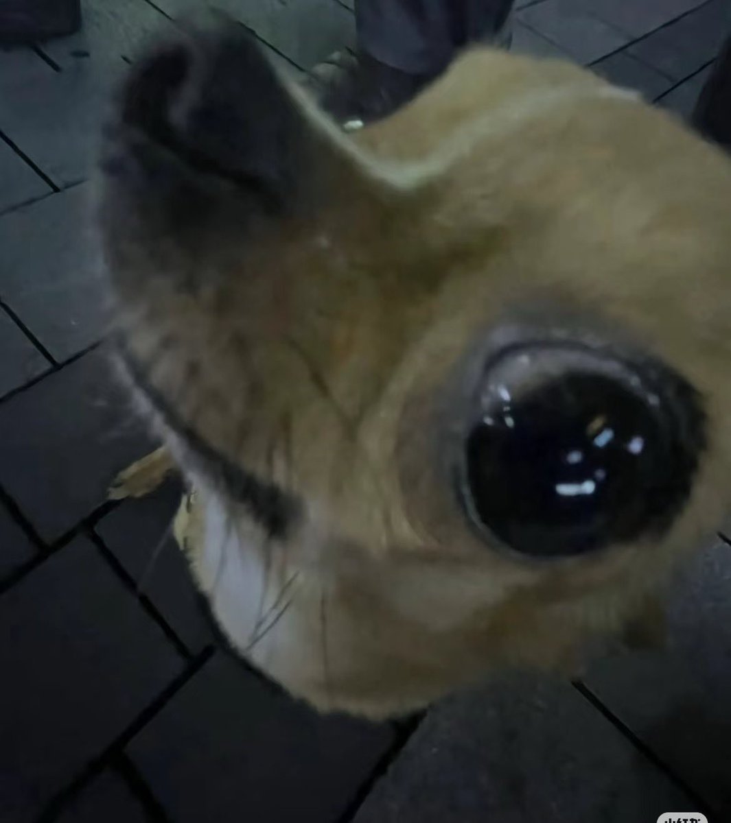 twaniimals's tweet photo. https://t.co/MxS8C9zFGQ