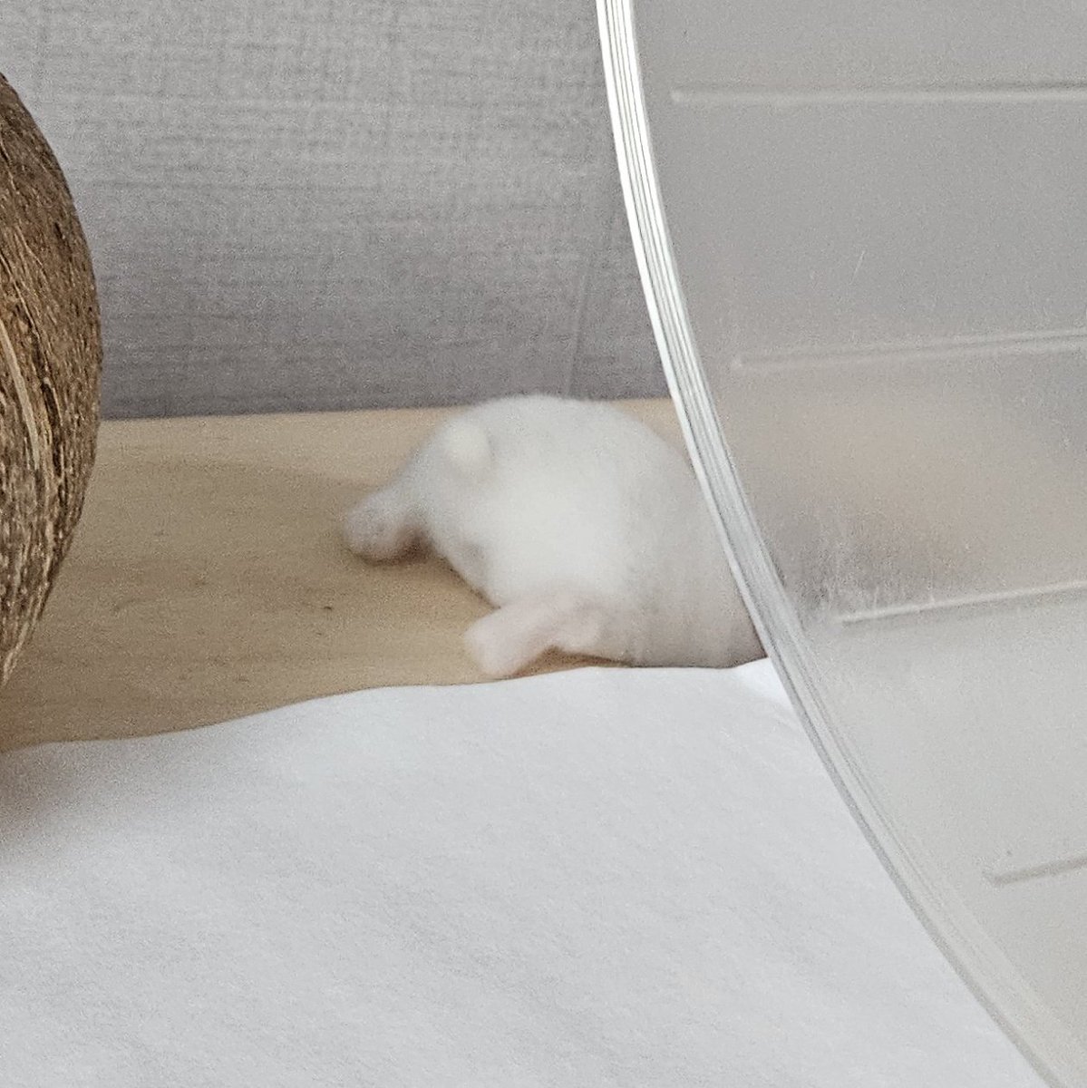 큰집으로 이사가서 신나서 탐색중인 뿌뿌
#뽀뽀뿌뿌_평생가족찾아요 #임보중 #햄스터