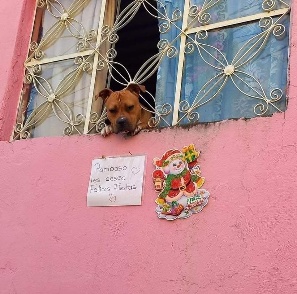 DiloConPerritos's tweet photo. Gracias Pambaso 🥺🫶🏾 https://t.co/8KjOvhcTAe