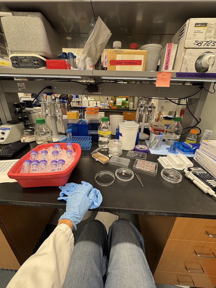 Jessie M. Dalman (@jessiemdalman) on Twitter photo Grateful for so many blessings this year - chief among them the opportunity to pursue my science (and make new friends!) at <a href="/nyulangone/">NYU Langone Health</a> <a href="/KathrynMooreLab/">Kathryn Moore Lab</a> 💜 Grateful for so many blessings this year - chief among them the opportunity to pursue my science (and make new friends!) at <a href="/nyulangone/">NYU Langone Health</a> <a href="/KathrynMooreLab/">Kathryn Moore Lab</a> 💜