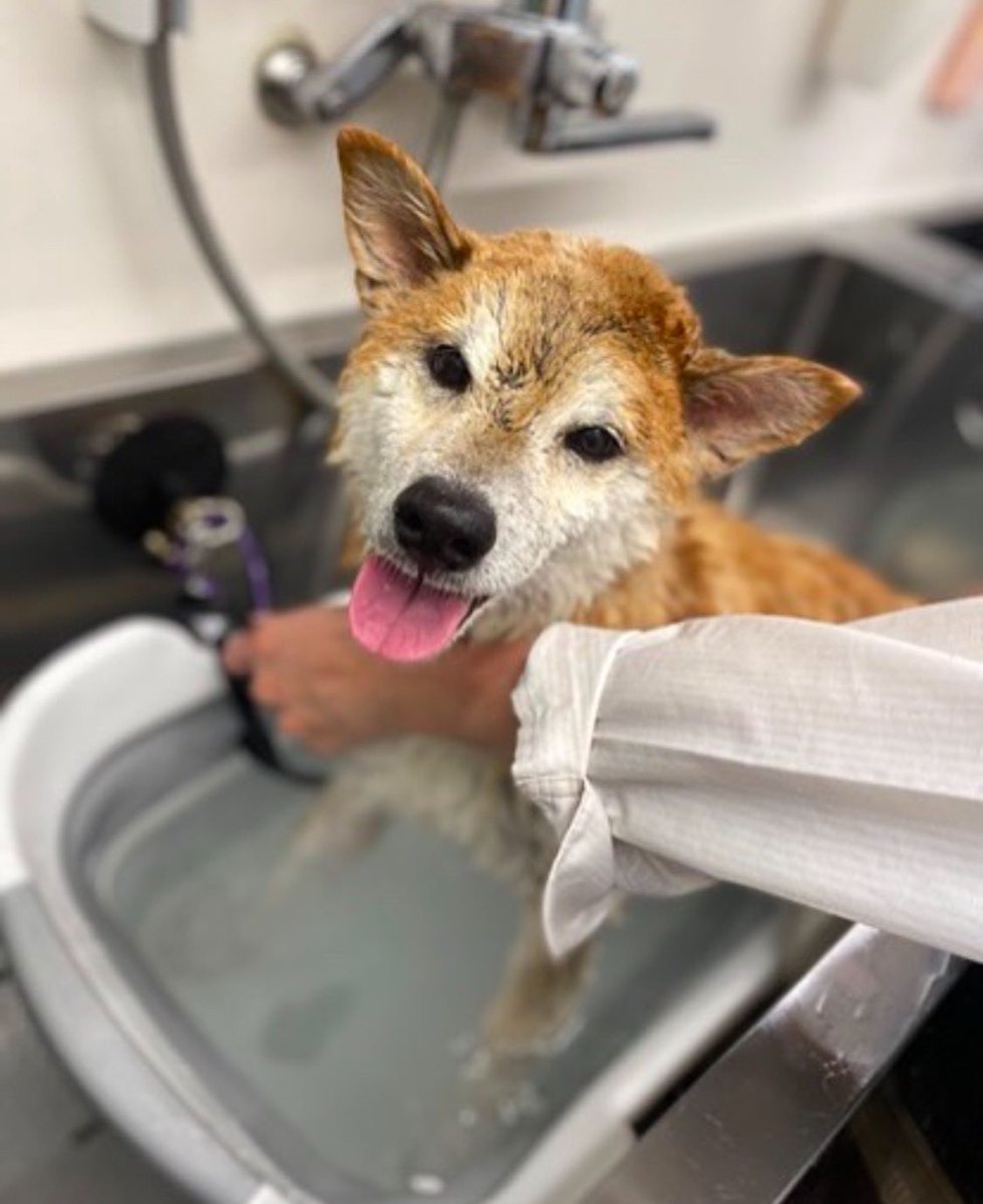 DogdiaryGeneral's tweet photo. 【社長、5ヶ月ぶりの入浴🛁】

先日、社長が5ヶ月ぶりにお風呂に入りました✨
今年1年の汚れをしっかり落として、気持ちよく新年を迎えられそうです🐾

#犬の入浴 #大掃除ならぬ大洗濯 #新年準備 https://t.co/6yRP7Vmo78