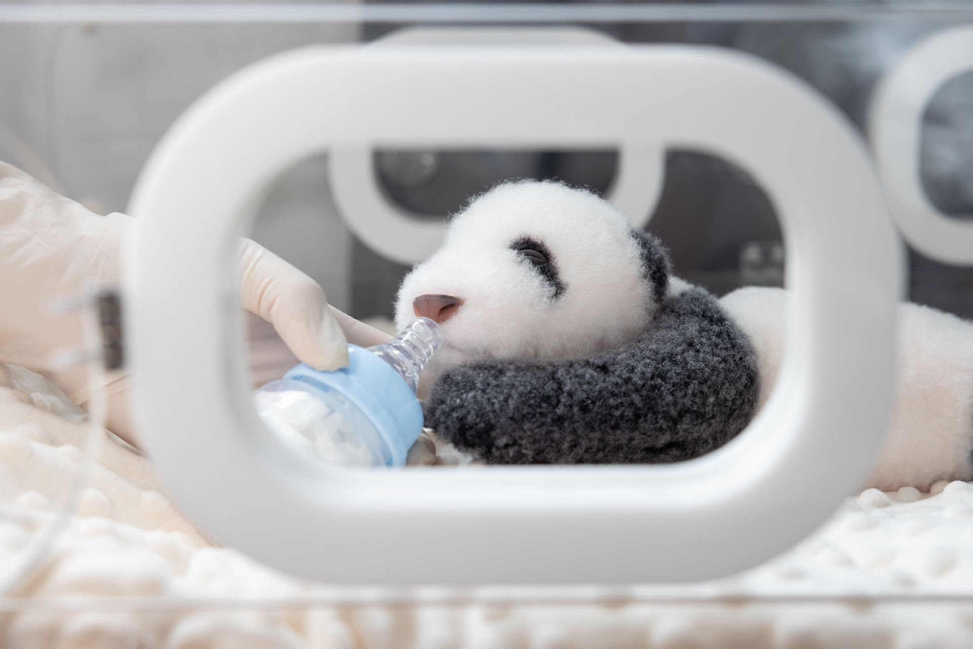 パンダ 熊猫工場 熊猫工場（Panda Factory）】萌蘭（モンラン） 生後5か月