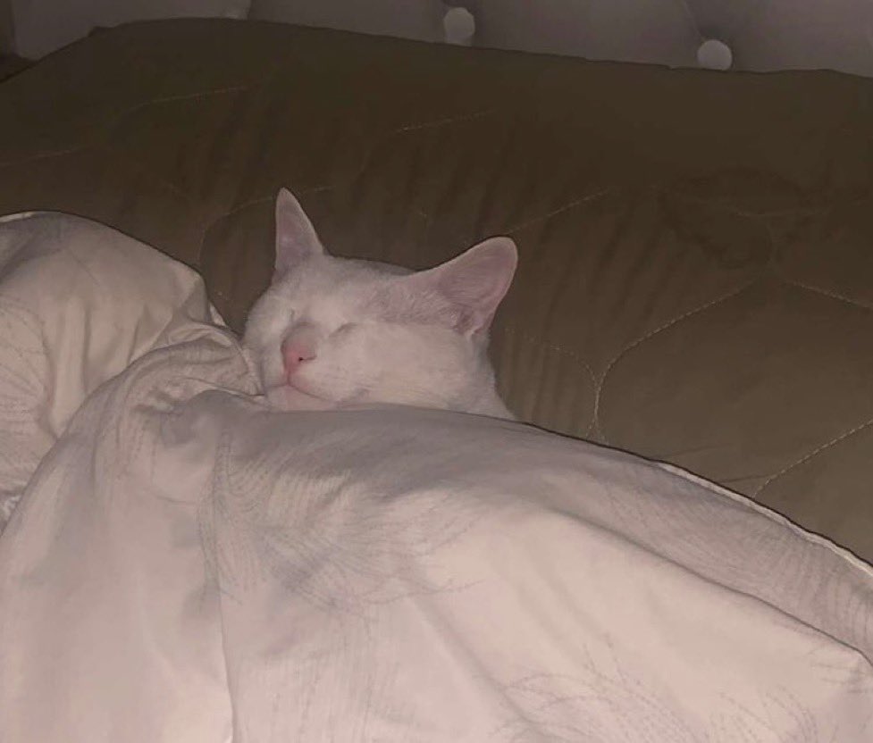 هذا قطو ولا ضميري الدراسي