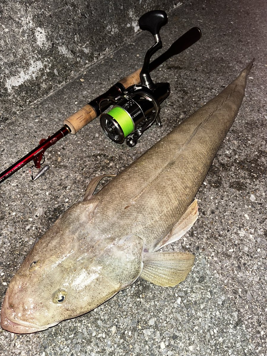 098Fishing's tweet photo. 昨日は寒い中
釣り行って良かったー！
マゴチンが釣れました！
現地14℃ぐらいだったから
今日は魚釣れないかもしれないなぁーとネガティブ最中に釣れたので
嬉しかったでやんす！
ありがとう！ https://t.co/T6DZnx7vpL