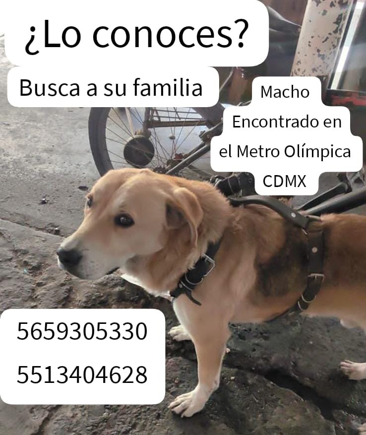 Janinah18's tweet photo. ¿LO RECONOCES? PERRITO ENCONTRADO EN EL METRO OLÍMPICA CON ARNÉS, ESTÁ RESGUARDADO #CDMX @MascotasSismo @HELA_MORE @firulaisasalvo @nydiacervera @monikballe @ZeroAbandonados @JeaninneValrosa @azelarobinson @LetyVarela @MetroCDMX @PrrosPerdidosMX @ctc_metro1 https://t.co/YJom9WW2AG