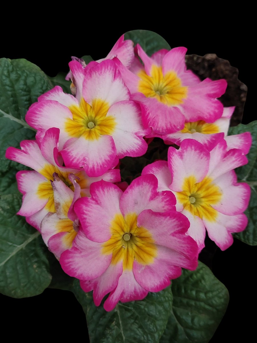 e9m16i's tweet photo. 良い週末をお過ごしください🍀
#Haveaniceweekend
#Flower #プリムラ
#Primulapolyantha
#Primula #プリムラポリアンサ
2024/12/21 am https://t.co/0F56FXj3K6