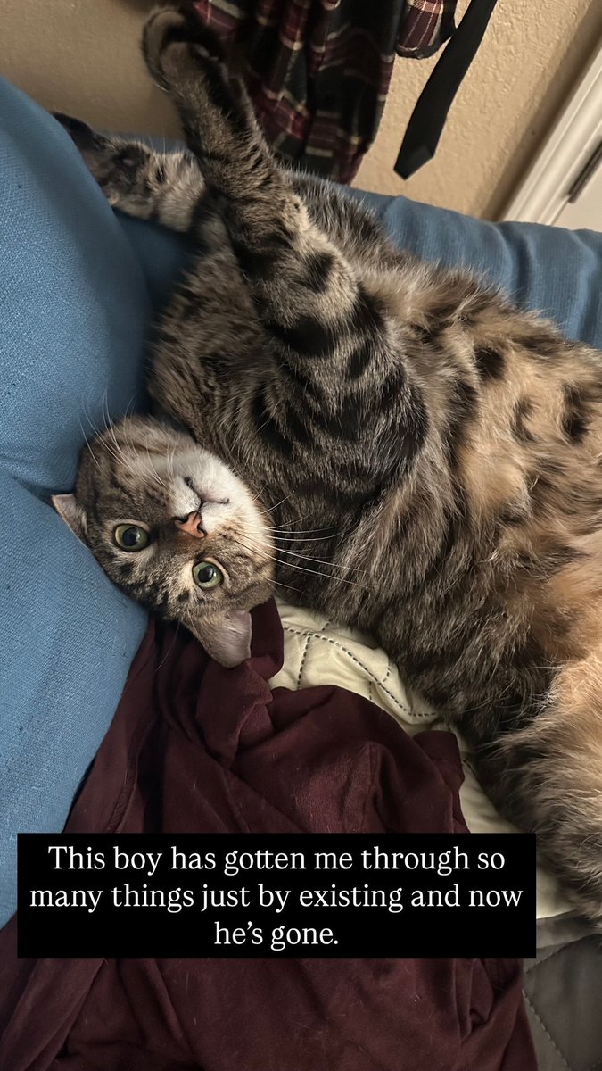 Had to put down my baby down today. I’m heartbroken. After all the surgeries and everything. Still paying off his surgeries and he’s not here anymore. I feel like a fucking failure. I’ve done everything I possibly could and it just wasn’t enough. I love you Ryuk. I’m so sorry.