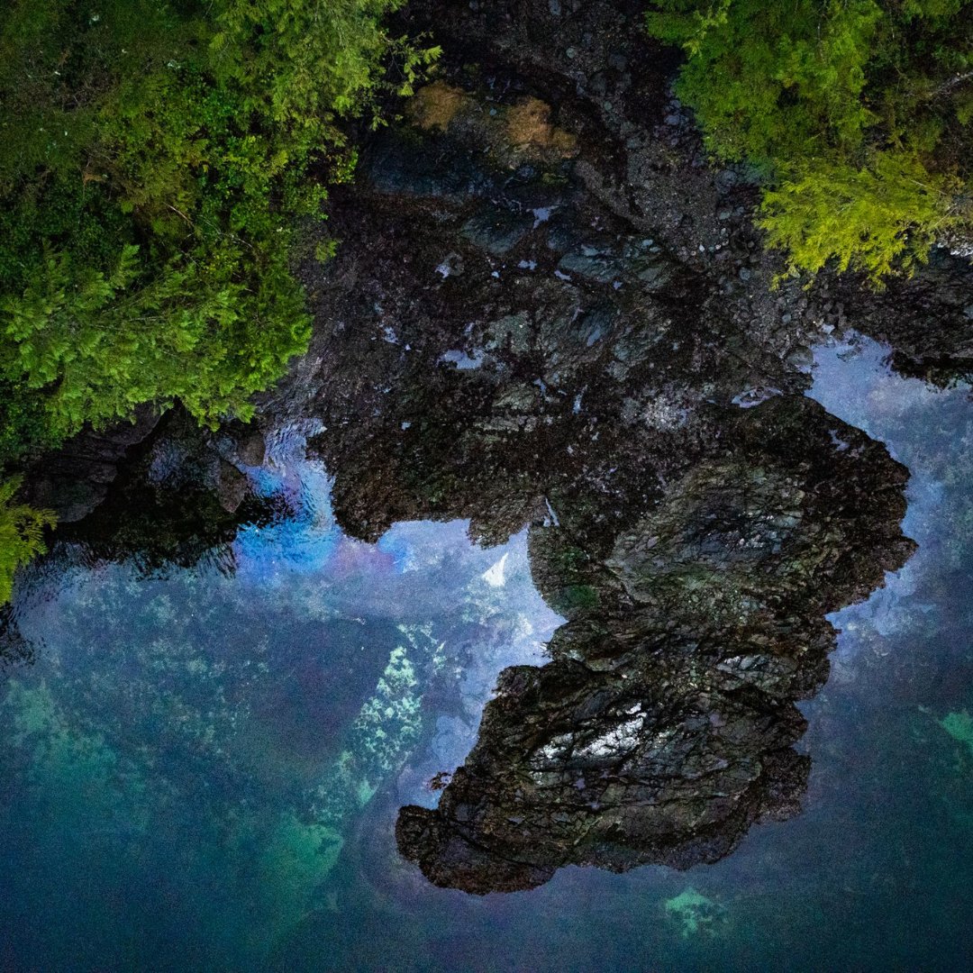 Wild First tweet media